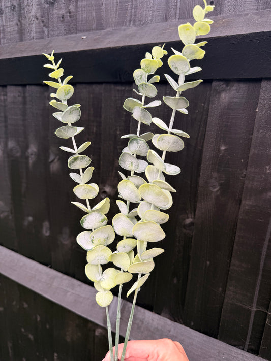 Long Stem 3x Eucalyptus