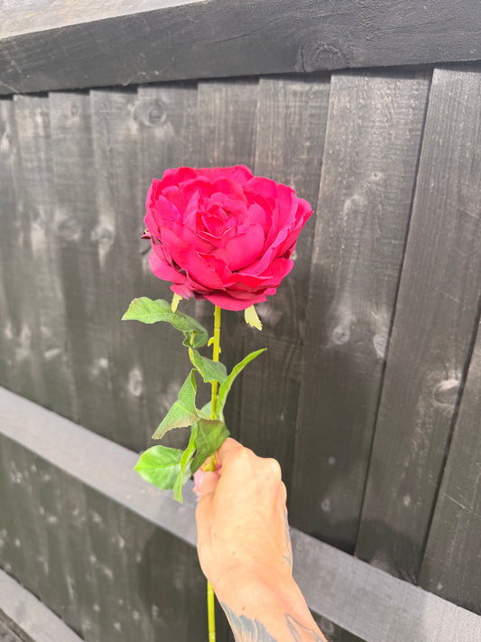 Long Stem Open Peony